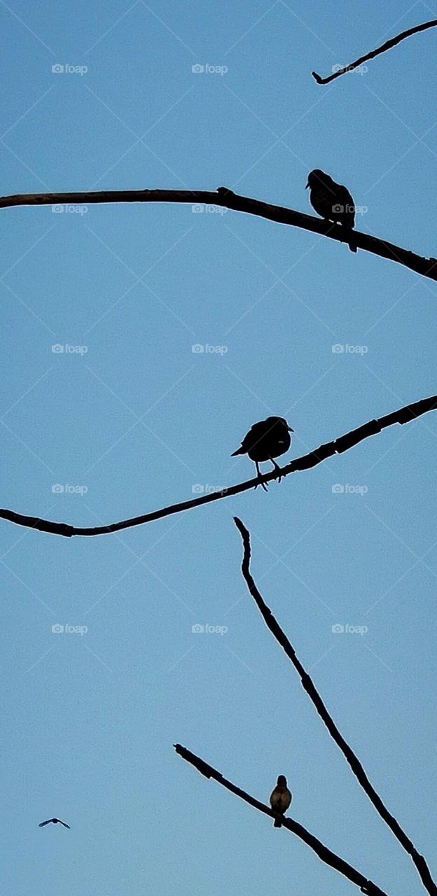 Birds on tree branch.