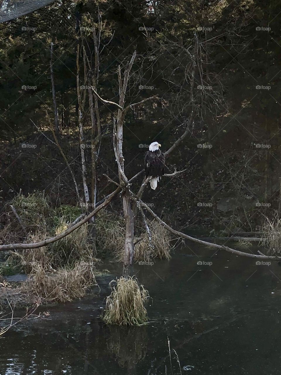 Bald Eagle on tree branch 