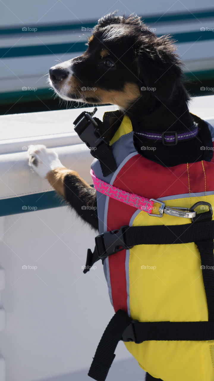 Puppy on the boat