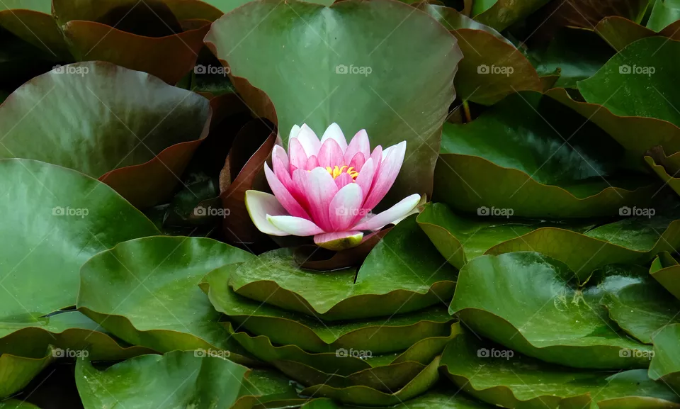 Blooming  lotus