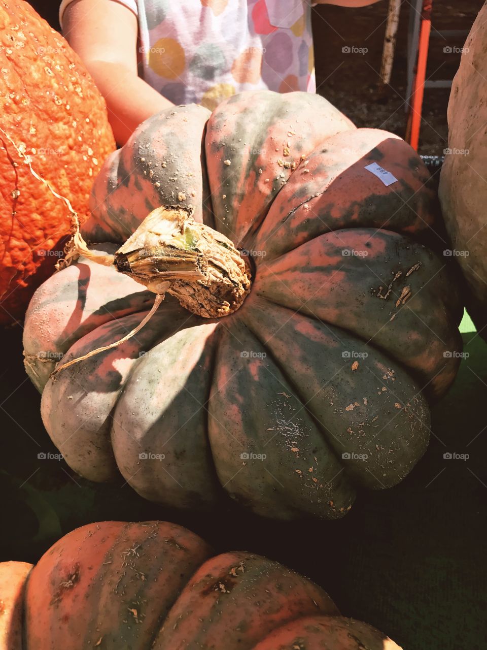 Heirloom pumpkins 