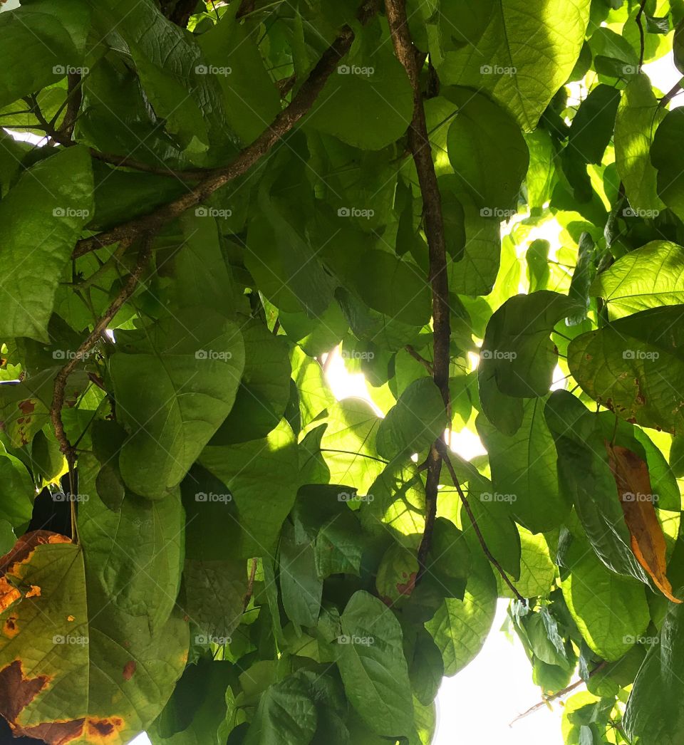 Spring Leaves Wallpaper 