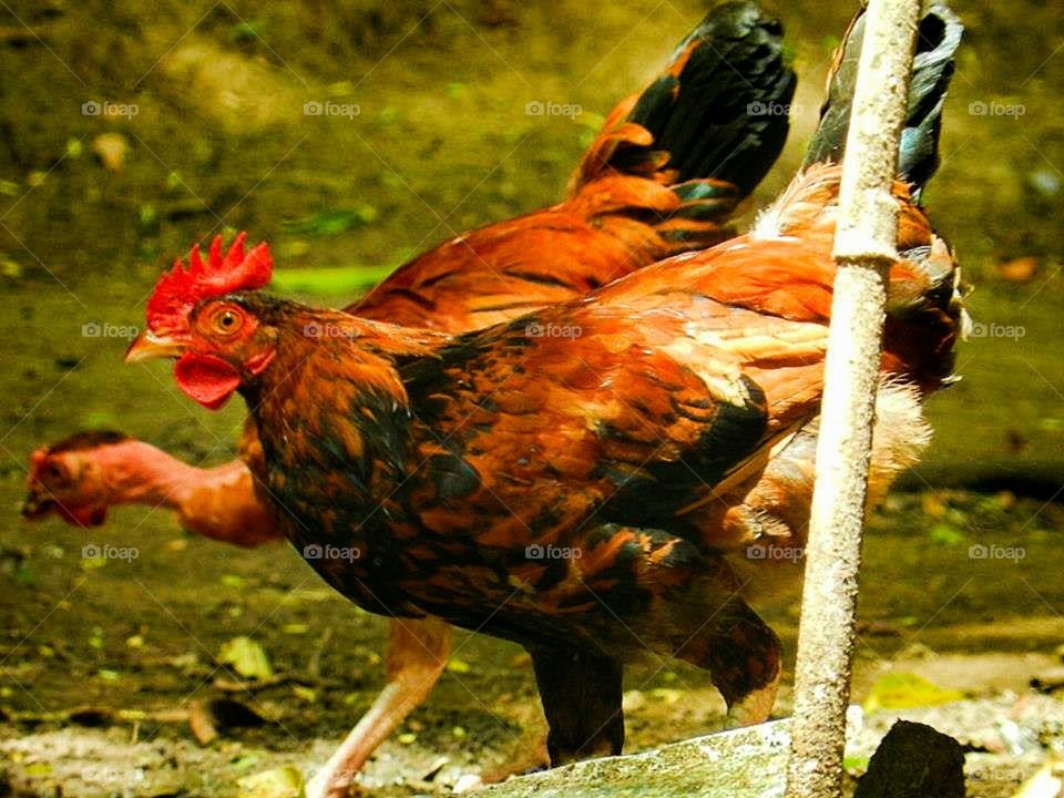 Chickens of Costa Rica