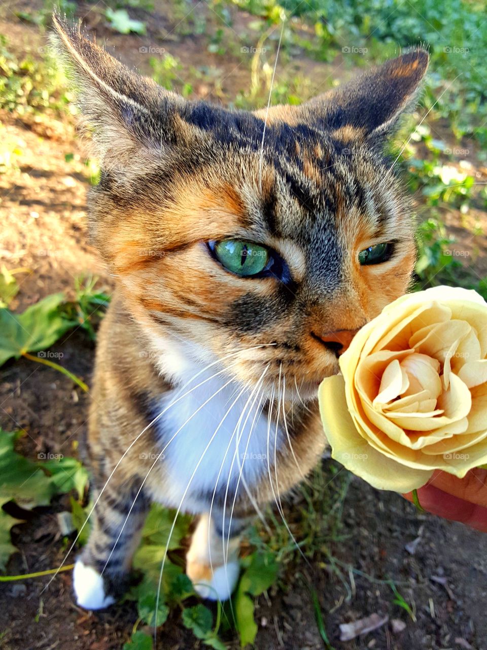 The Last Mimzy 💚
Look Into Her Emerald Eye🐱🌿