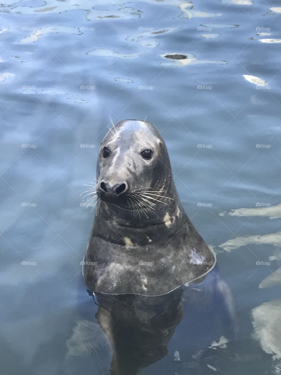 Cornish Seals