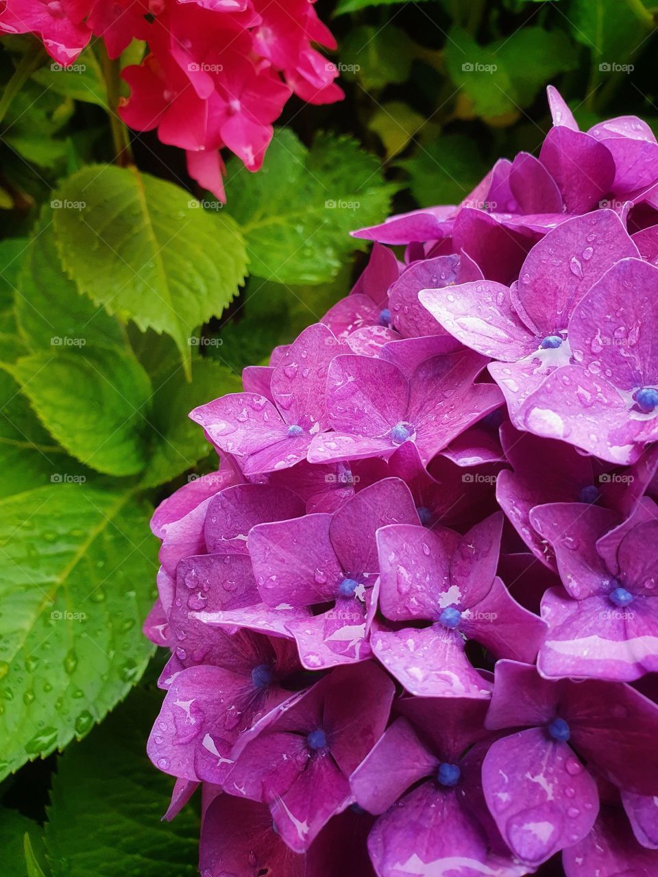 Purple hydrangea