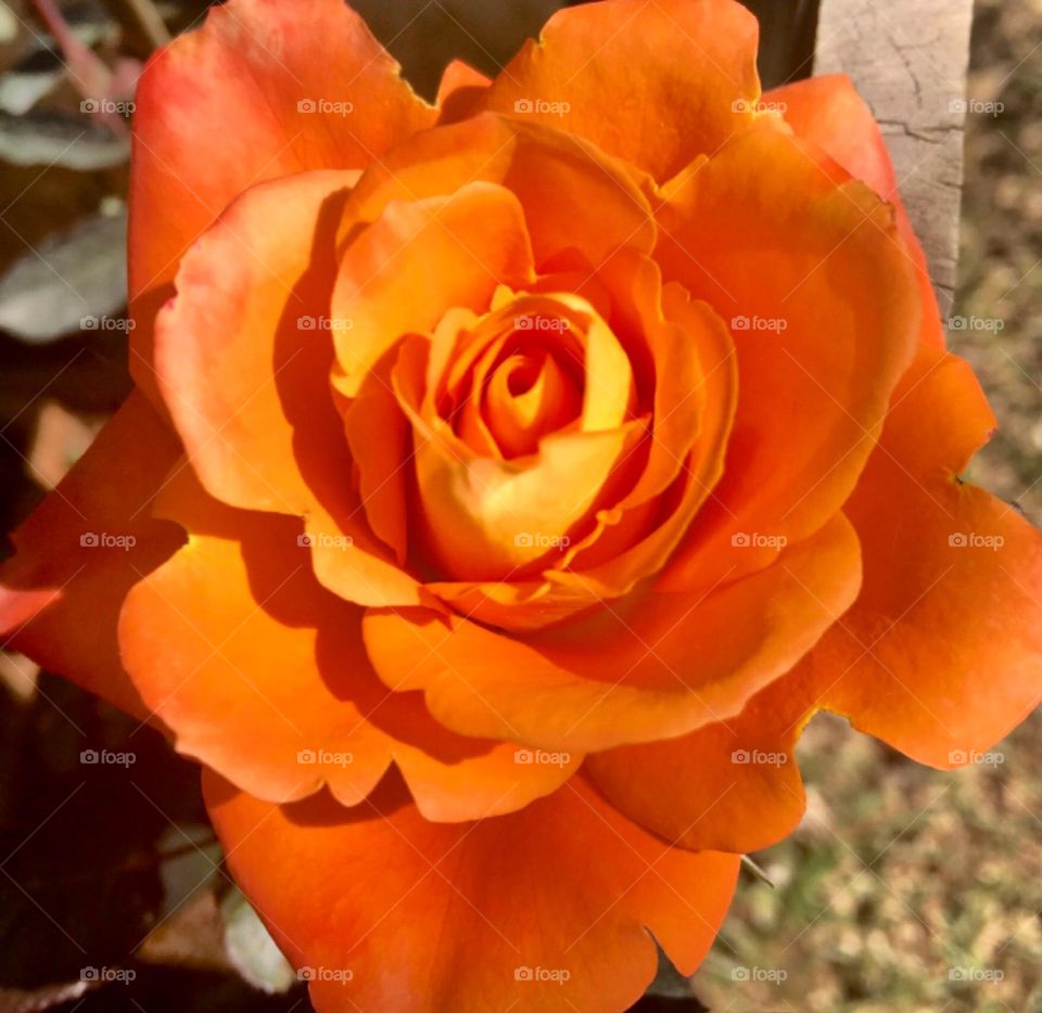 🌹 🇺🇸 Very beautiful flowers to brighten our day.  Live nature and its beauty. Did you like the delicate petals? / 🇧🇷 Flores muito bonitas para alegrar nosso dia. Viva a natureza e sua beleza. Gostaram das pétalas delicadas? 