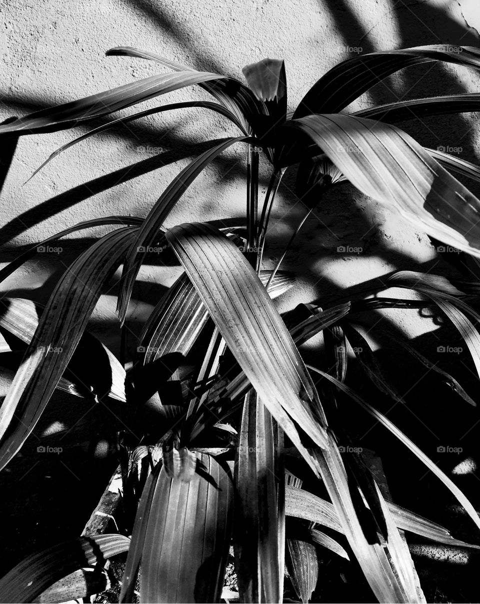 Outro ângulo da mesma palmeira, elas são muitos versáteis e bonito, contém sofisticação e embelezam o ambiente, particularmente sou apaixonado por esse tipo de planta.