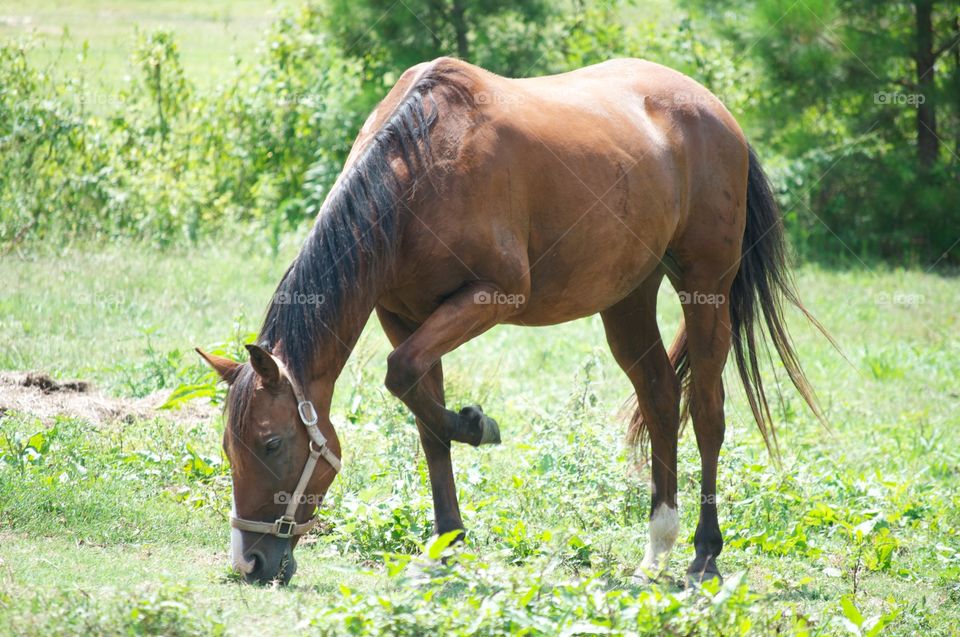 Wild Horse . This wild horse is eating on a summer afternoon. 