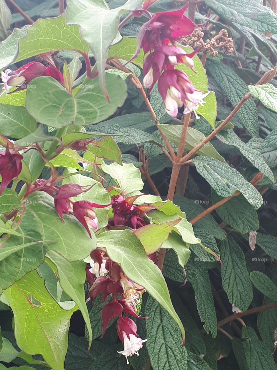 Red And Pink Hanging  Flowers