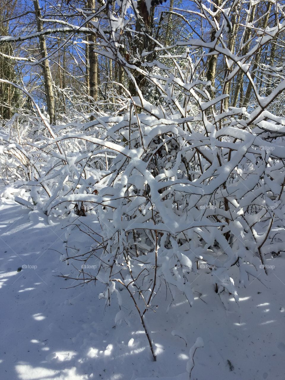 Snow settling on delicate twigs and branches atop Burnaby Mountain as I trekked through the trails to find the top