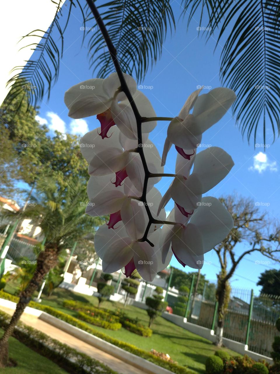 orquídea
