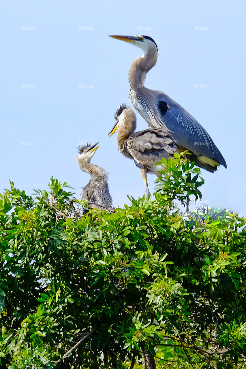 Mother bird and her babies
