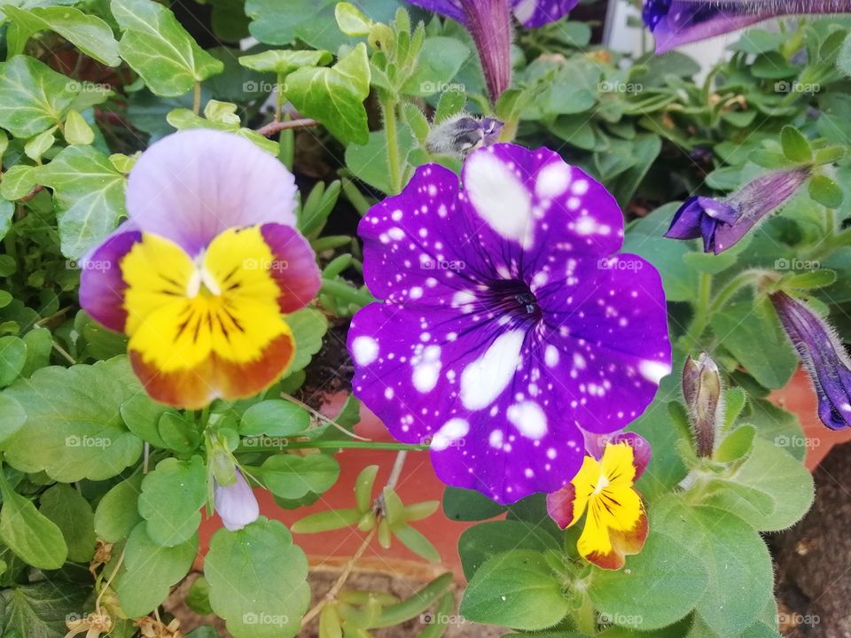 Flores color