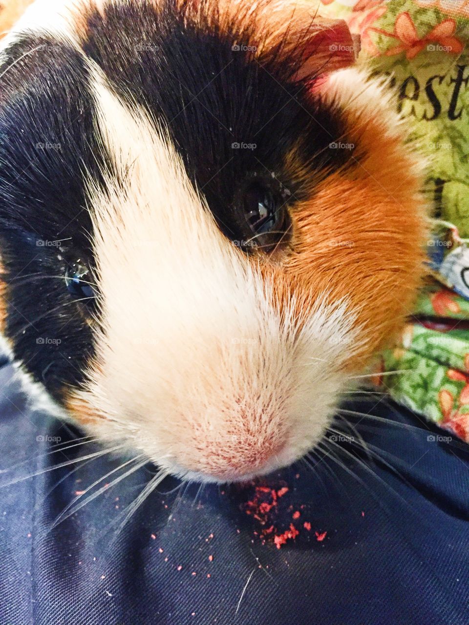 Close-up of guinea pig eating crumbs