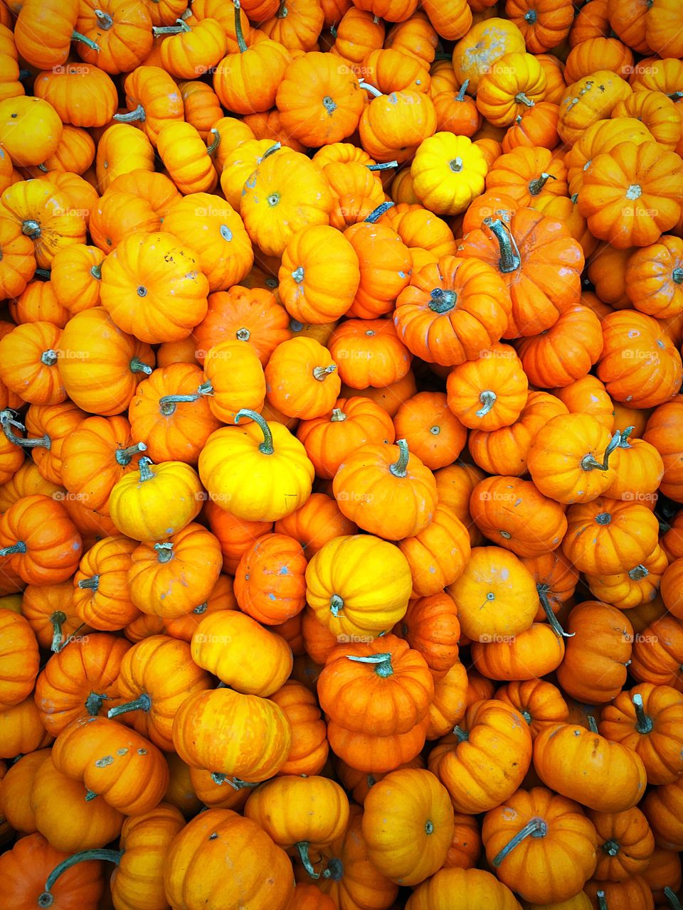 A lot of small pumpkins arranged together 