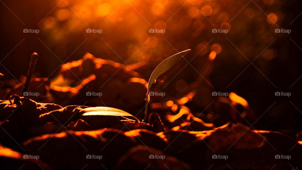 The last touch of sunset shines on the newborn leaves,representing the beginning of the year’s life season-spring is coming.