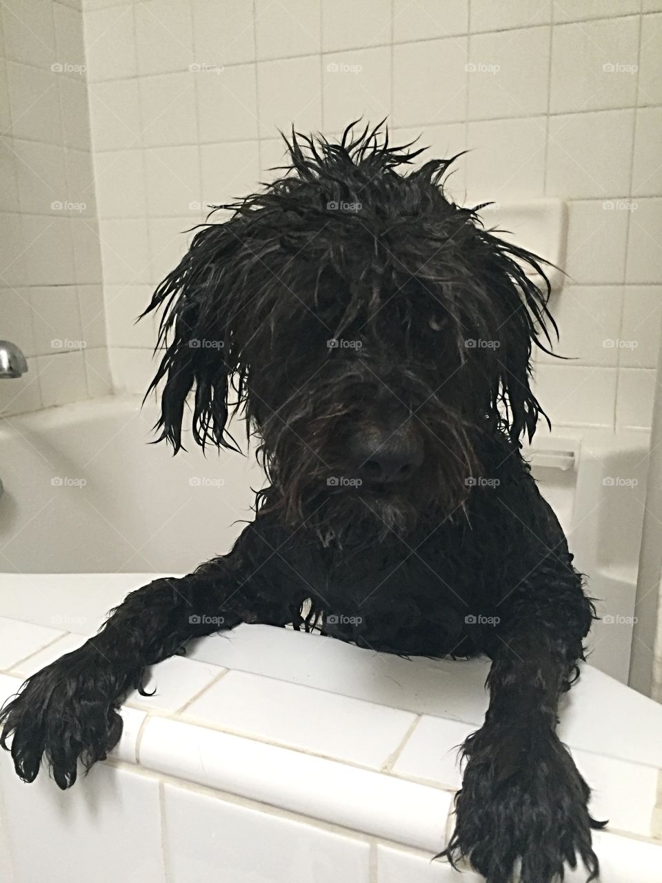 Black poodle in bathtub