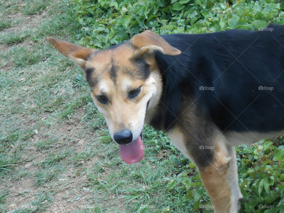 Black and Brown Dog
