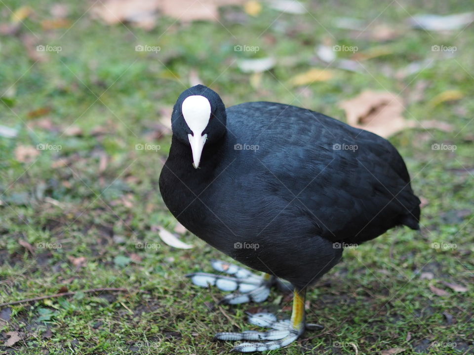 This coot was posing for me in a park in London