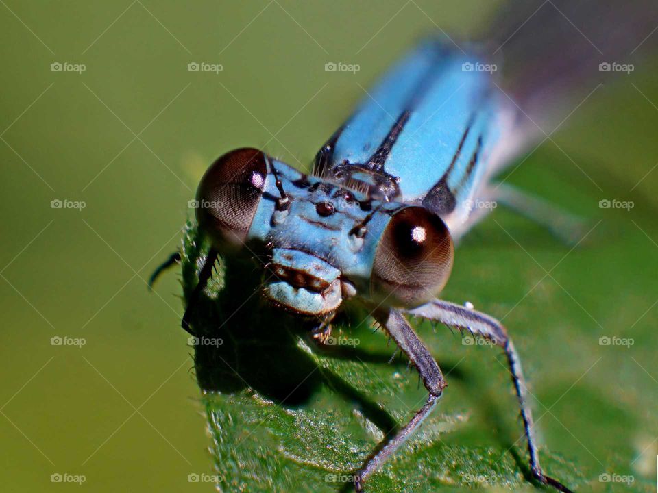 Dragonfly, eyes