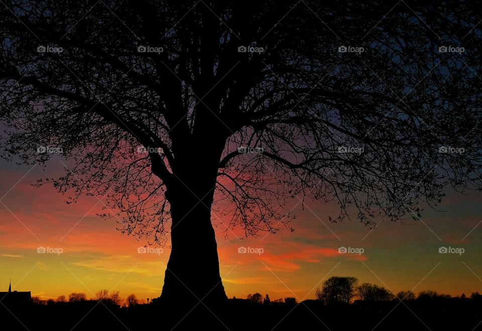 Old tree in the sunset