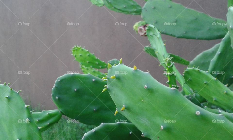 cactos