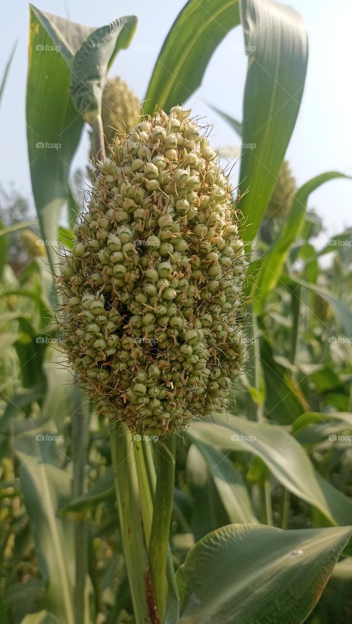 pearl millet crop with small bees inside it