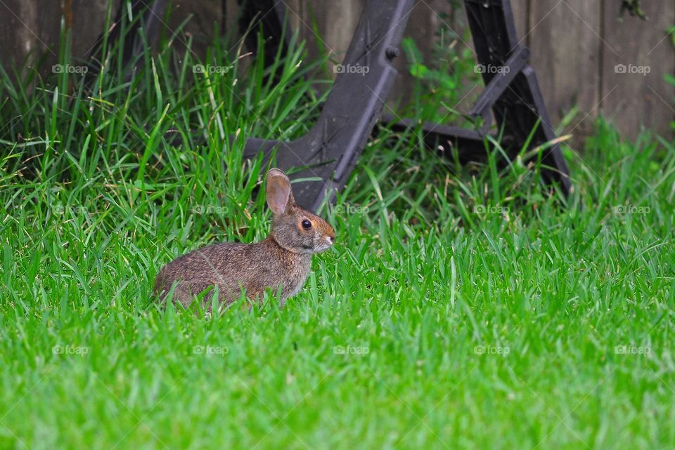 Brown Rabbit, Slidell, La.