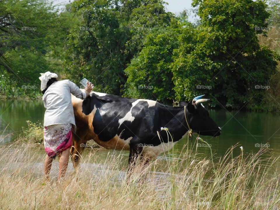 The Indian woman or lady cleaning their cattle by standing in stream water.