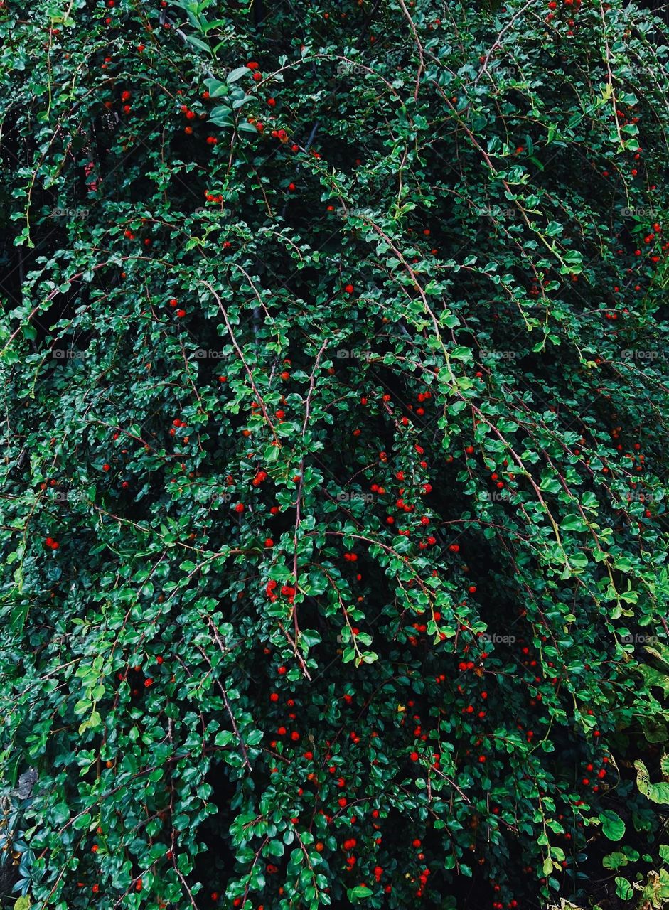 Little berries 🍃🔴🟢Red and Green 