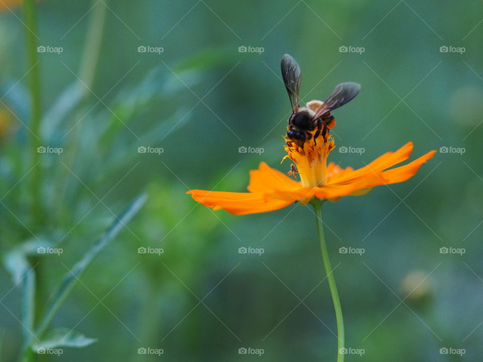 No Person, Nature, Insect, Bee, Outdoors