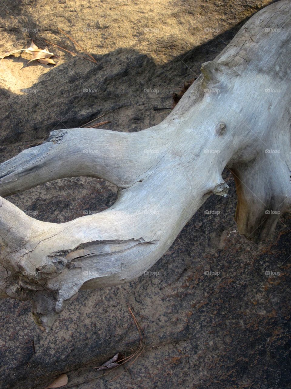 fallen tree with bleached wood