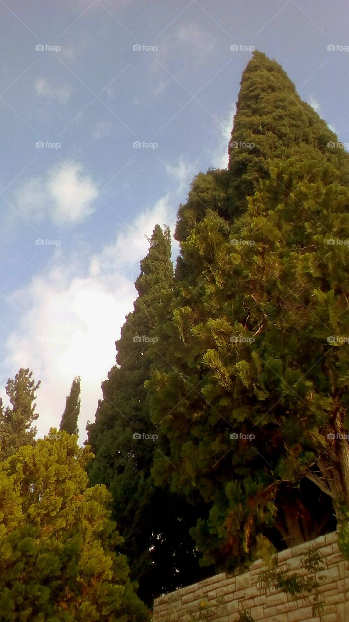 Tallest gorgeous Evergreens up to scenic
beautiful sky in sunny day