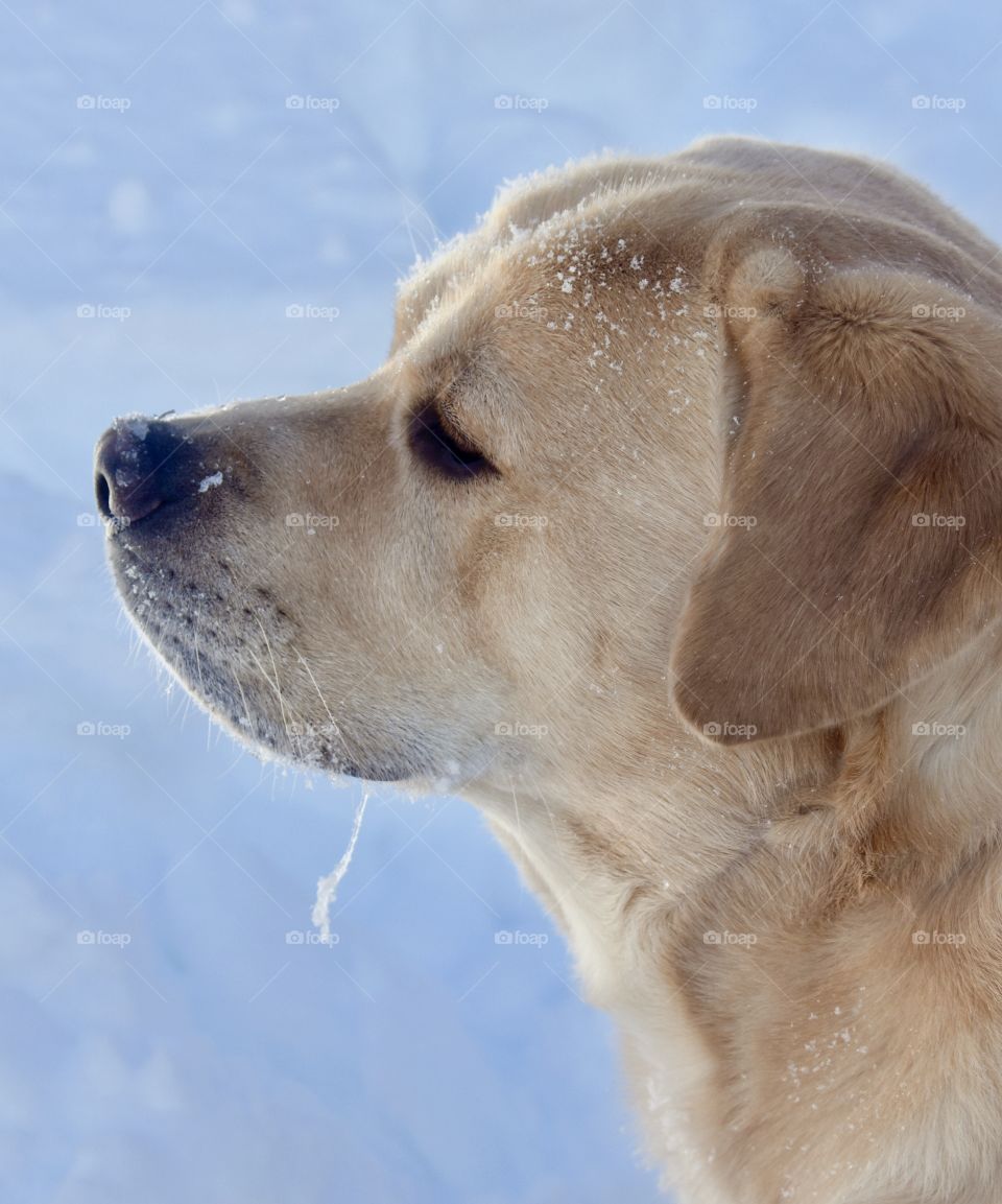 Yellow Labrador retriever in the snow