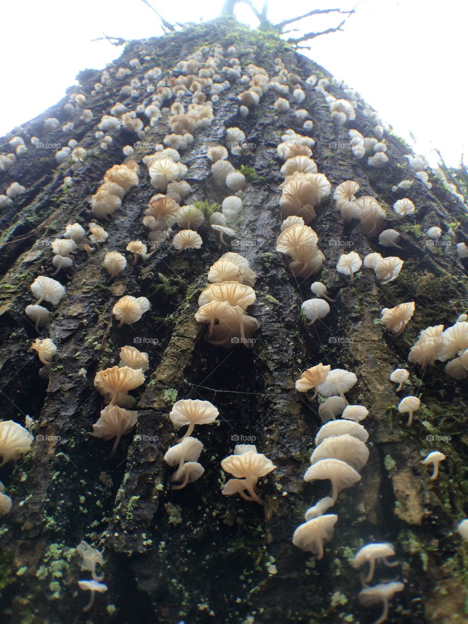 Mushroom covering a tree. 
