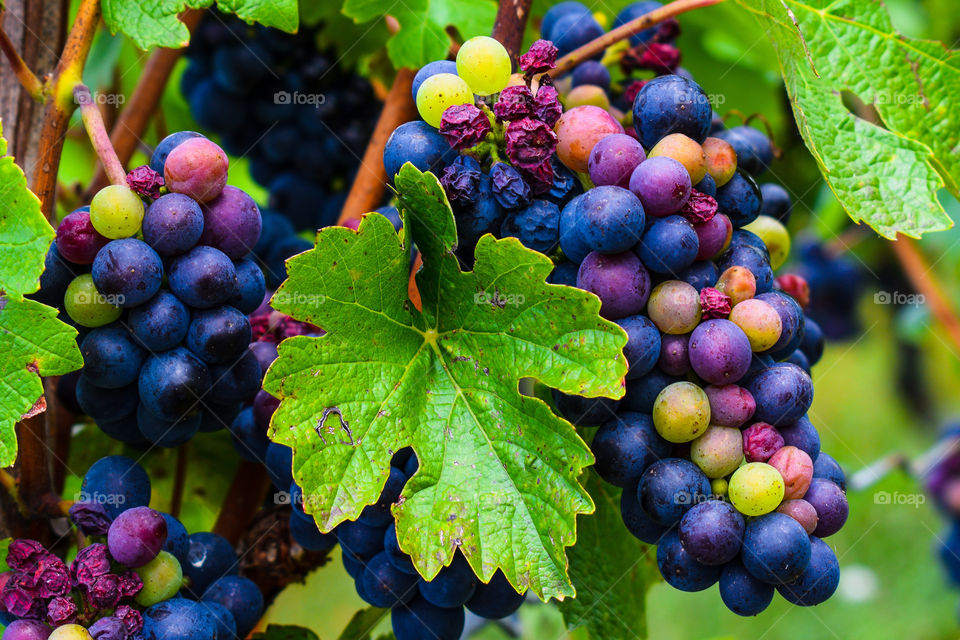 Wine grapes 