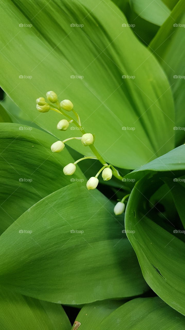 lily of the valey buds