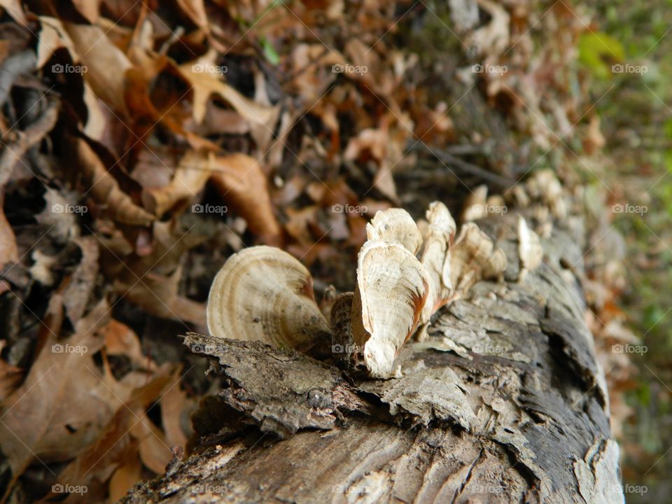 fungus in autumn