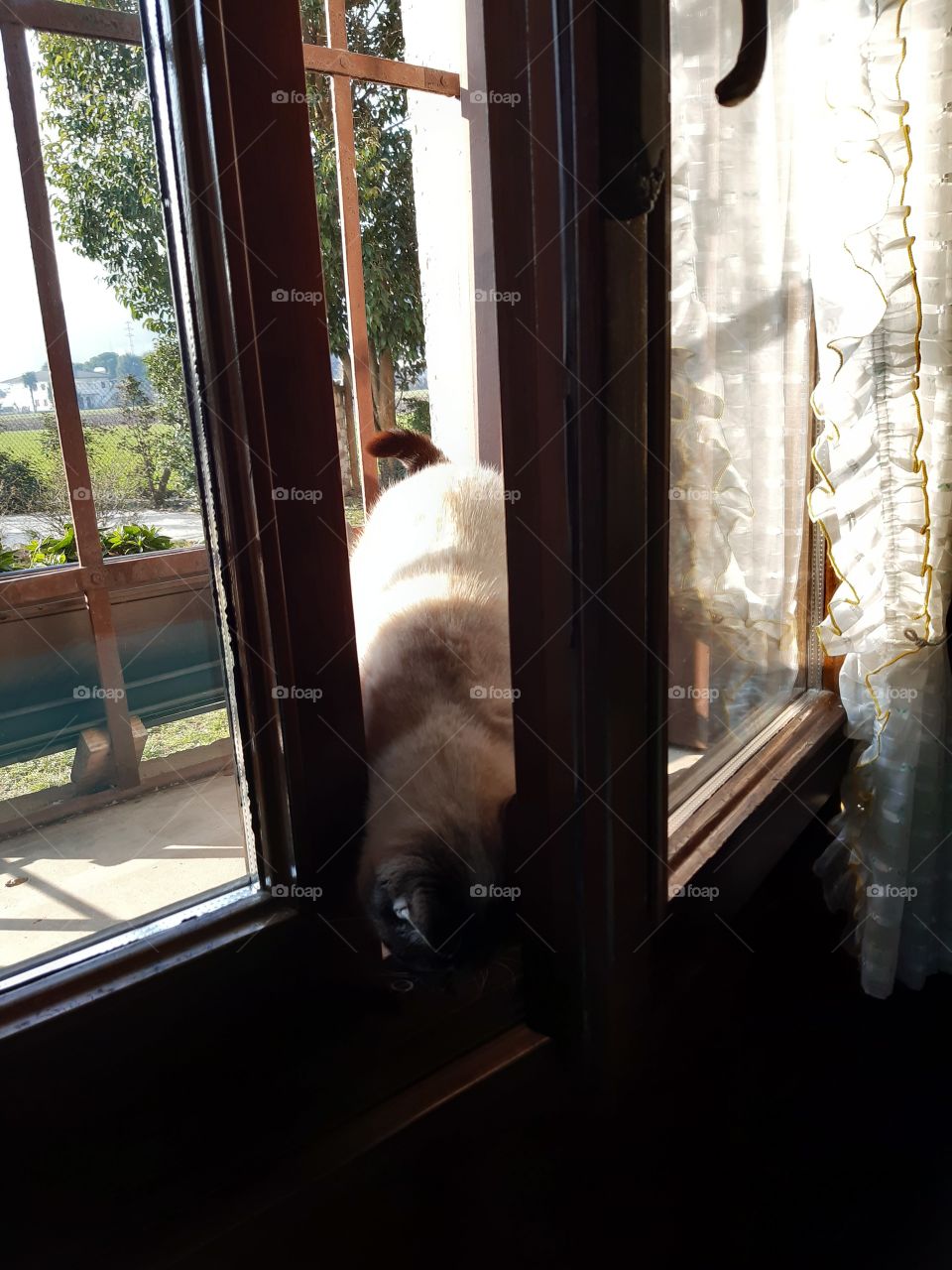 my cat entering from the window as a thief