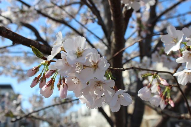 Pale pink cherry blossoms in April with blue sky background 