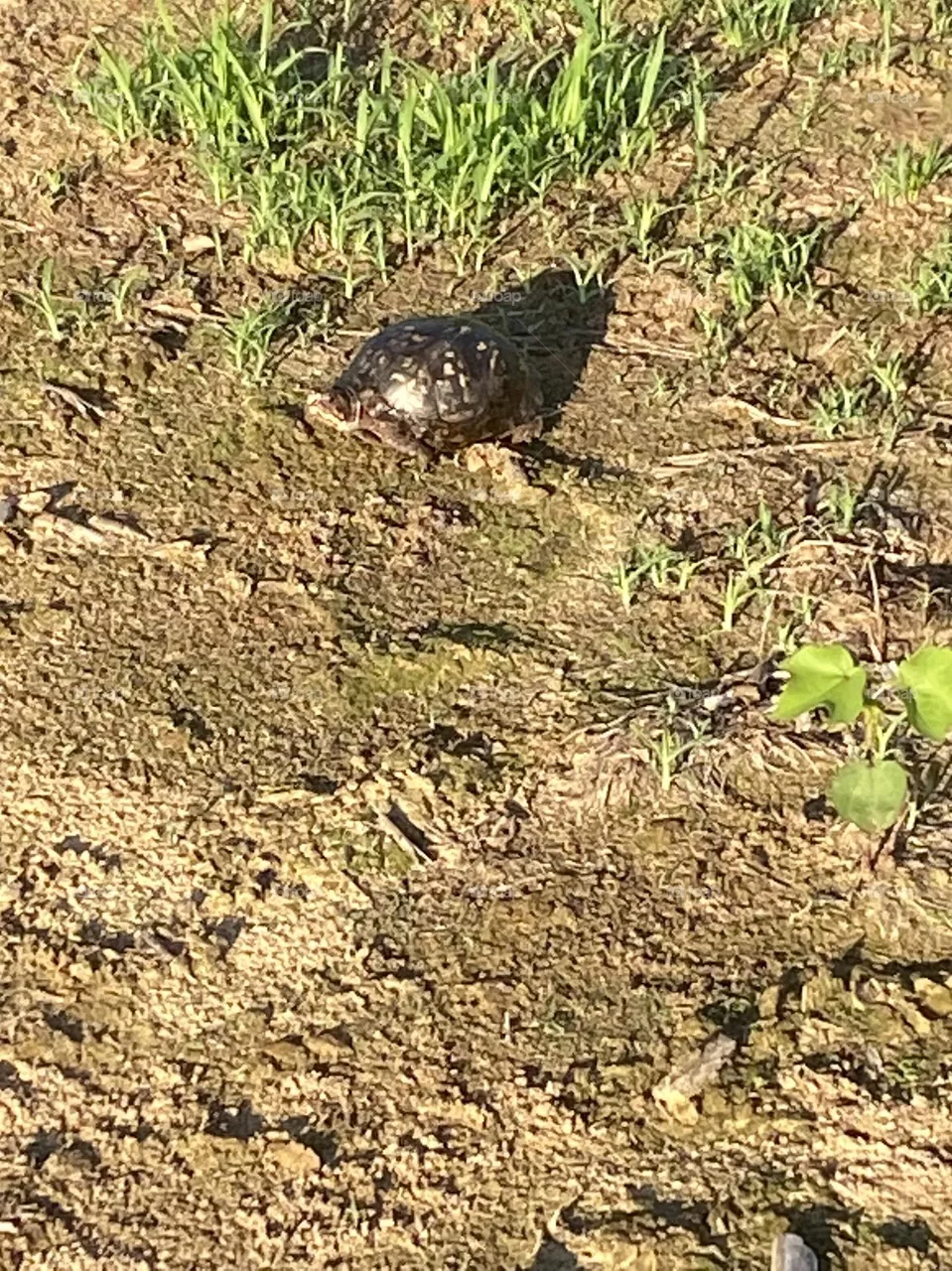 A turtle