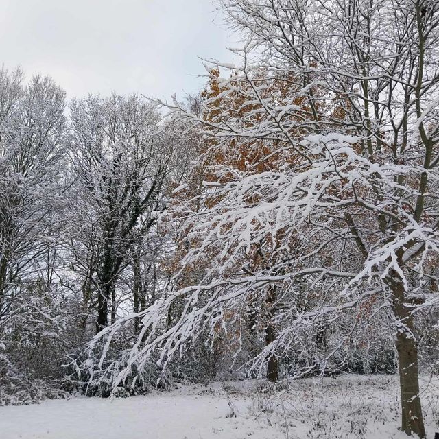 frost