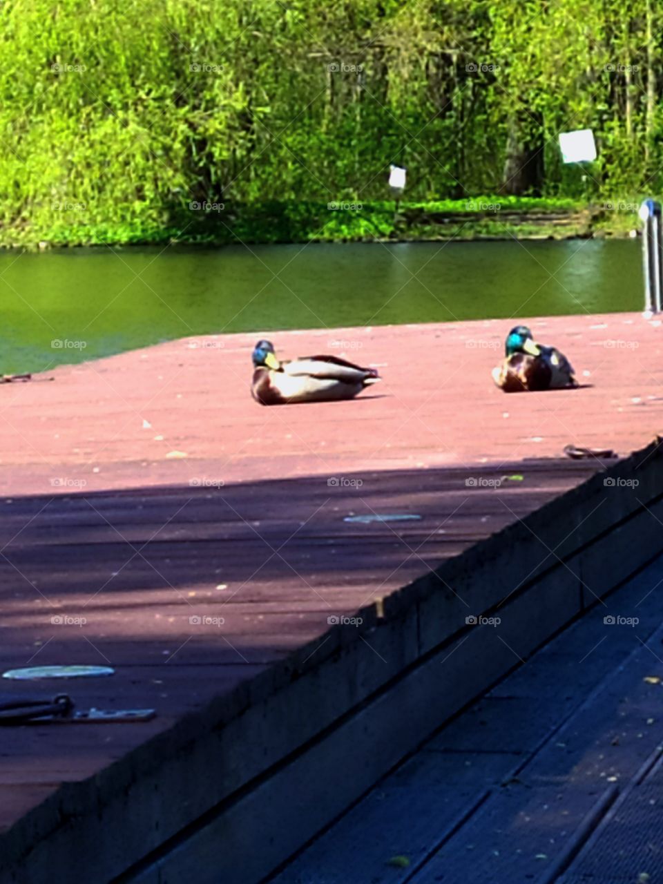Two ducks resting on the pier