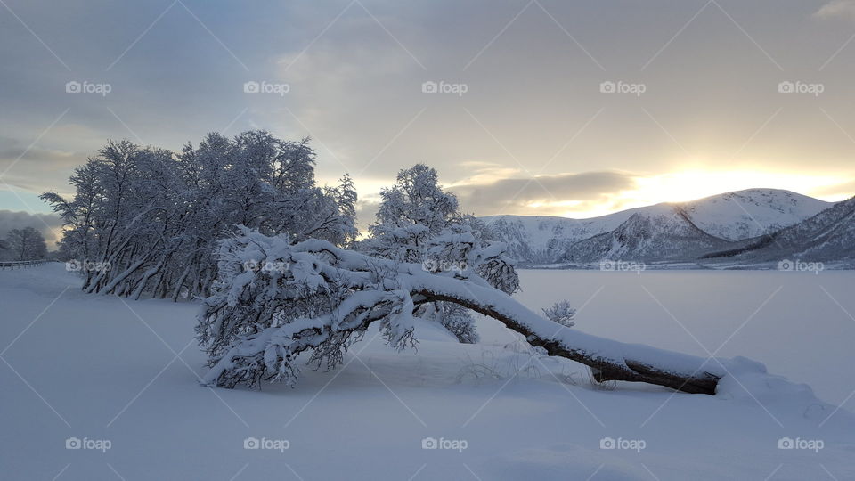 Trees covered with snow