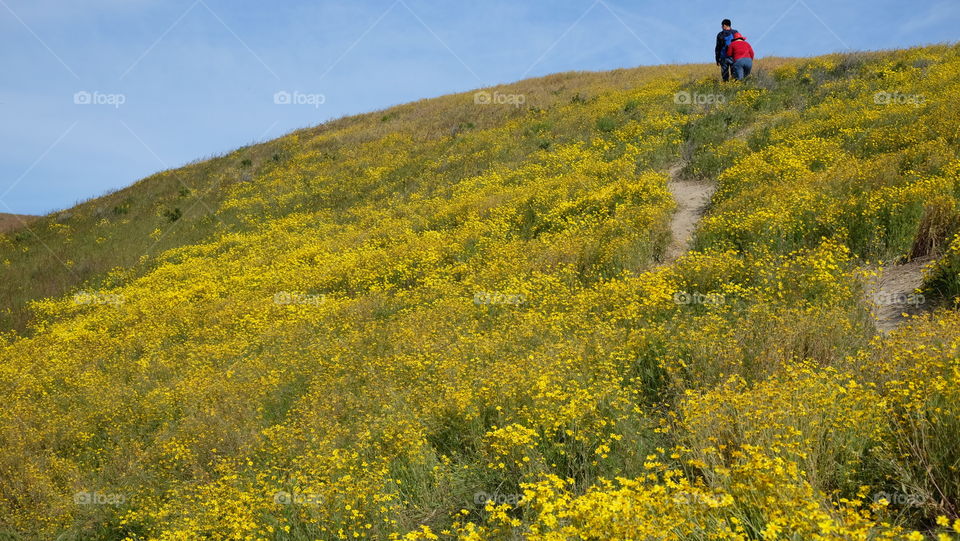 Hiking through a superbloom