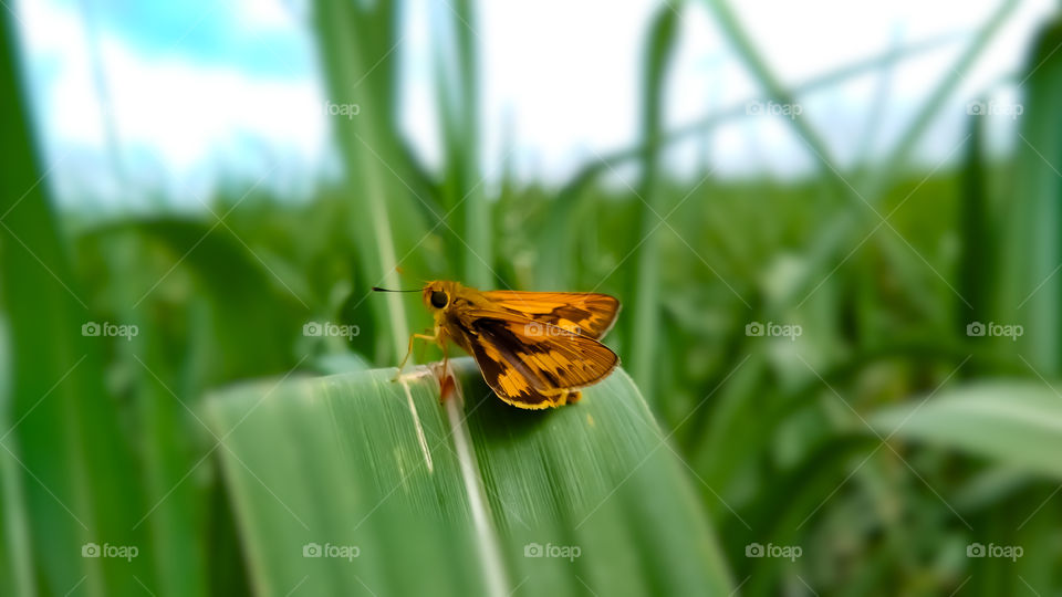 Natural beauty of insect, moth, butterfly, with it's spreading wings sitting on leaves.