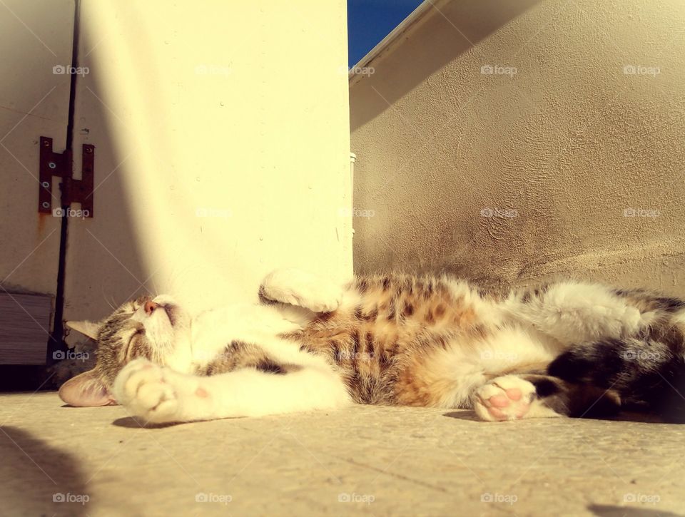 Voglio vivere così 🎶