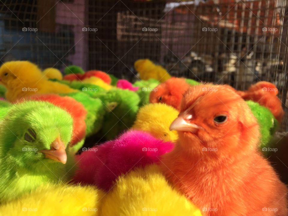 Colour chicks 