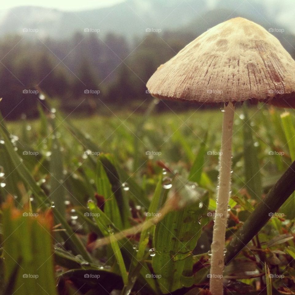 Morning dew, mushroom view :)